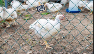 Lưới rào gia cầm