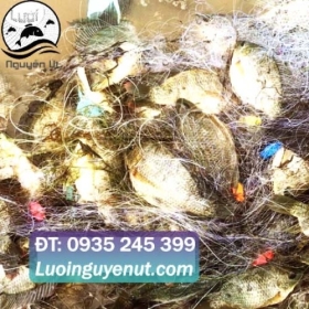 Lưới Ba Màn Giăng Cá Là Gì? Phương Pháp Đánh Bắt Truyền Thống Hiệu Quả Của Ngư Dân Việt Lưới Ba Màn Giăng Cá Là Gì? Phương Pháp Đánh Bắt Truyền Thống Hiệu Quả Của Ngư Dân Việt