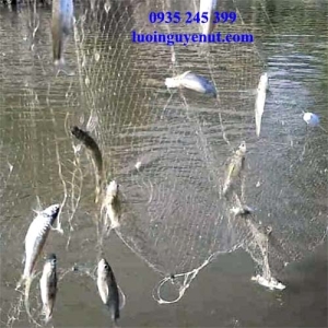 Lưới cá lòng tong