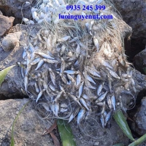 Lưới cá lòng tong