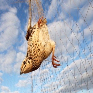 Lưới giăng chim siêu mỏng