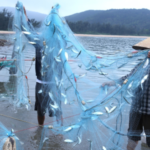 Lưới rùng kéo cá