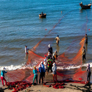 Lưới rùng kéo cá